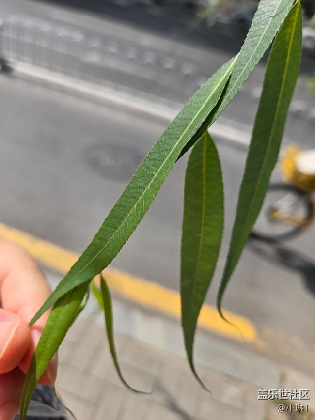 【纤薄魅力】柳叶