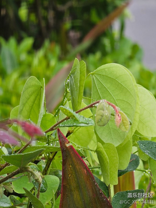 【漫步雨中】清新小雨