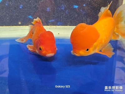 【透过镜头感受世界】随遇而安