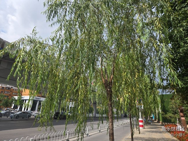 【纤薄魅力】柳叶