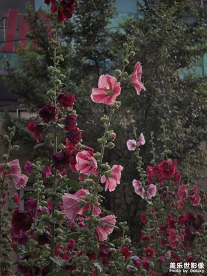 把寻常日子染成蜀葵花