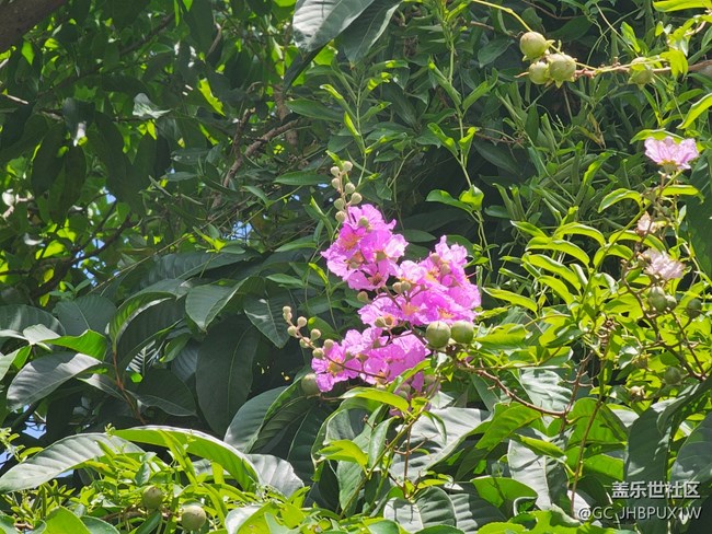 【自然物语】花花世界