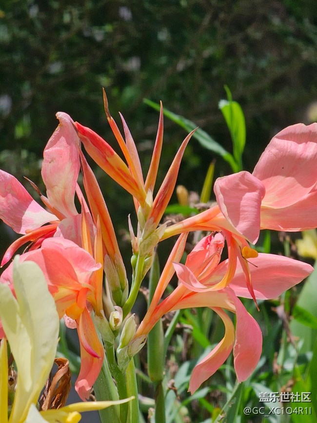 【自然物语】花花草草