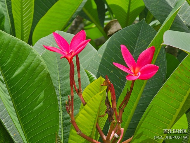 【自然物语】花花世界