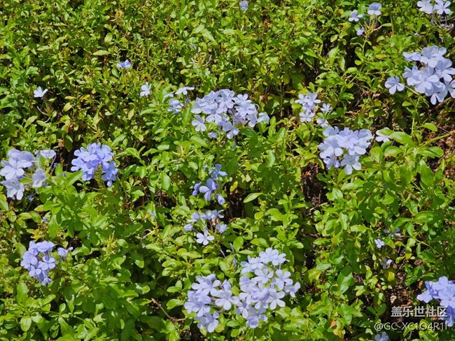 【自然物语】花花草草