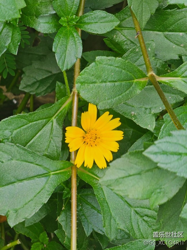 【自然物语】花花草草