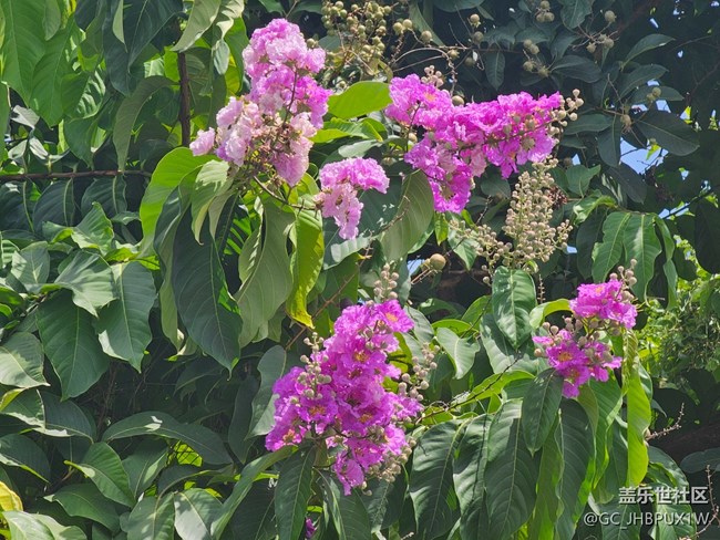 【自然物语】花花世界