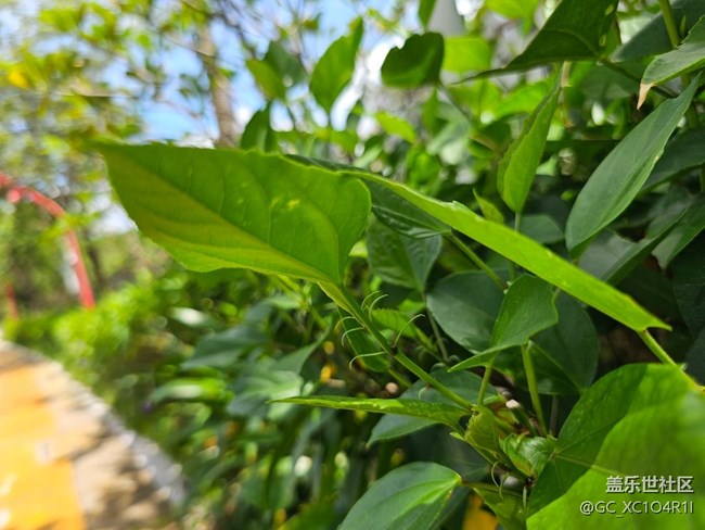 【纤薄魅力】枝叶也纤薄