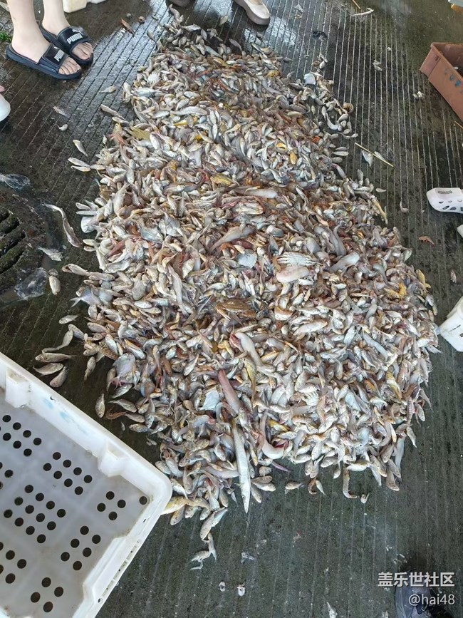 【巧膳七夕】海鲜大餐