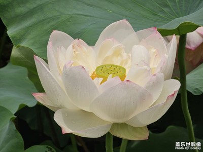 【透过镜头感受世界】夏日荷韵