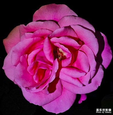 【透过镜头感受世界】+花的世界