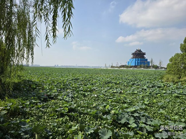 【立秋相簿】荷花与莲花