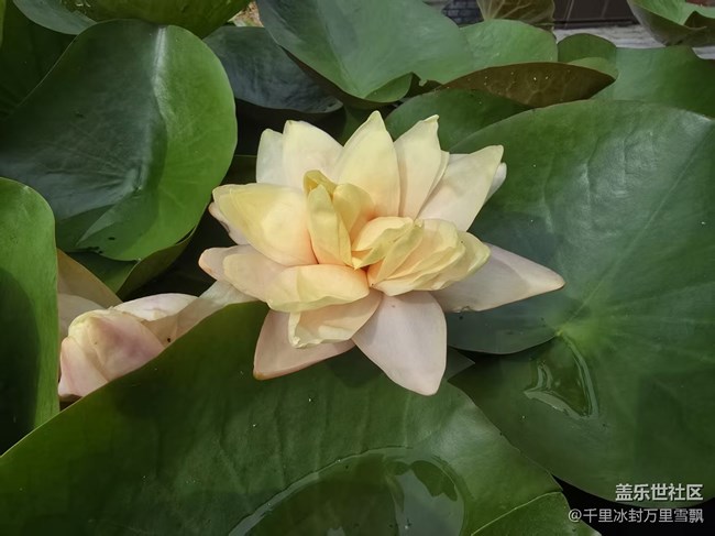 【立秋相簿】出淤泥而不染