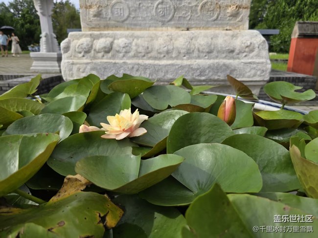 【立秋相簿】出淤泥而不染