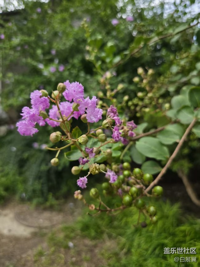 【立秋相簿】木槿花开秋天到