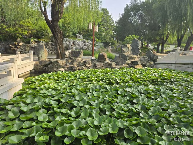 【立秋相簿】荷花与莲花