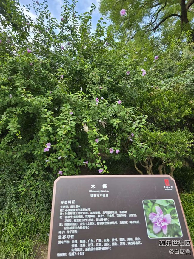 【立秋相簿】木槿花开秋天到