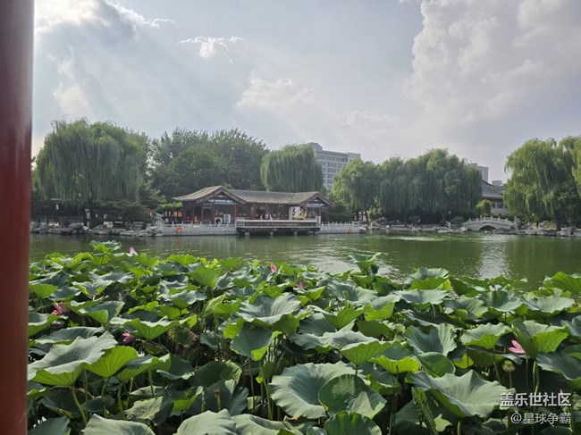 【立秋相簿】荷花与莲花