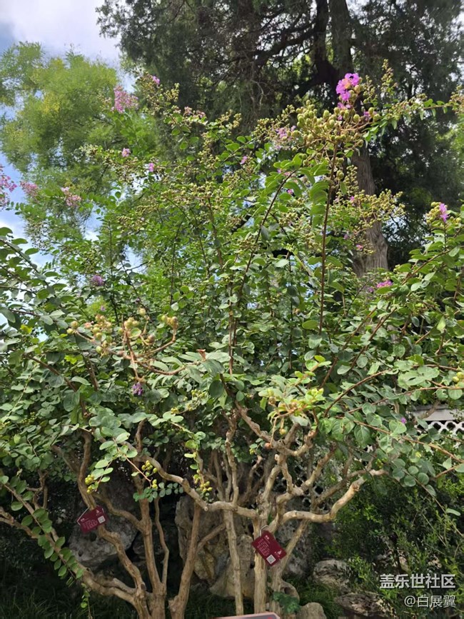 【立秋相簿】木槿花开秋天到