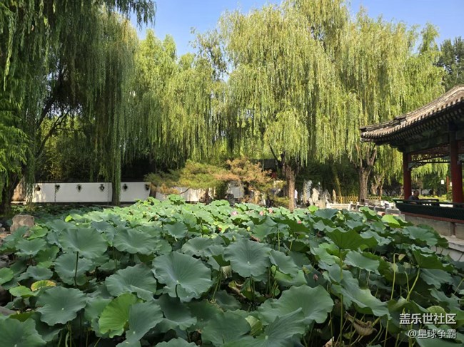 【立秋相簿】荷花与莲花