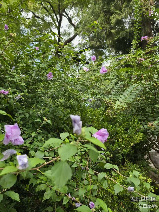 【立秋相簿】木槿花开秋天到