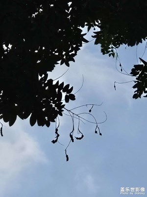 【别样精彩】+树梢