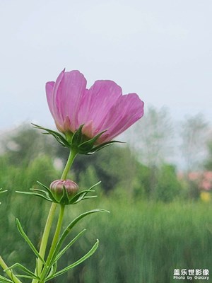 【别样精彩】别样秋英