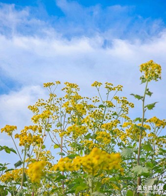 【别样精彩】+花花草草
