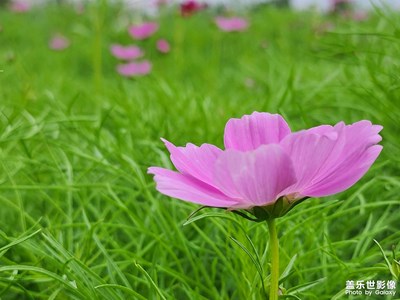 【别样精彩】秋英随手拍