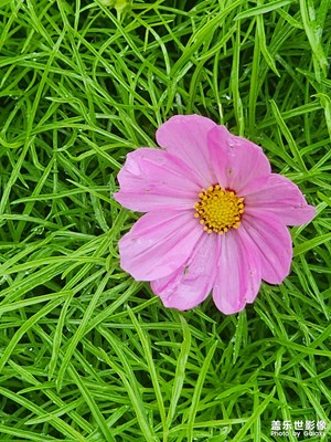 【别样精彩】秋英