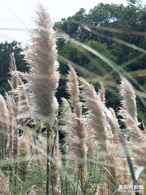 【别样精彩】+白露时节