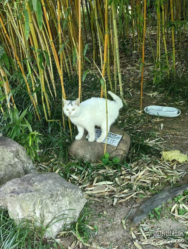 【假日尾声】城市里的灵动瞬间