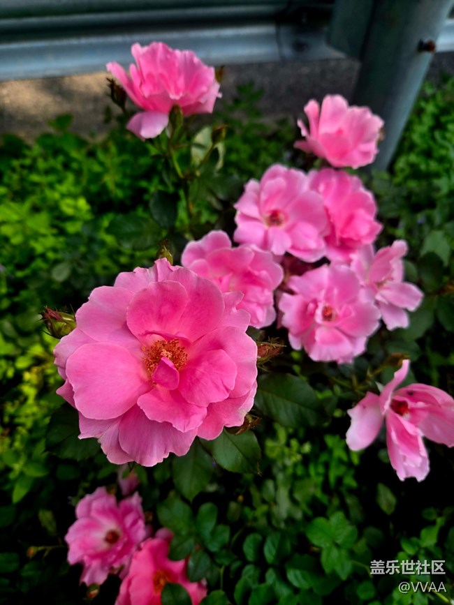 【立秋相簿】路边月季花