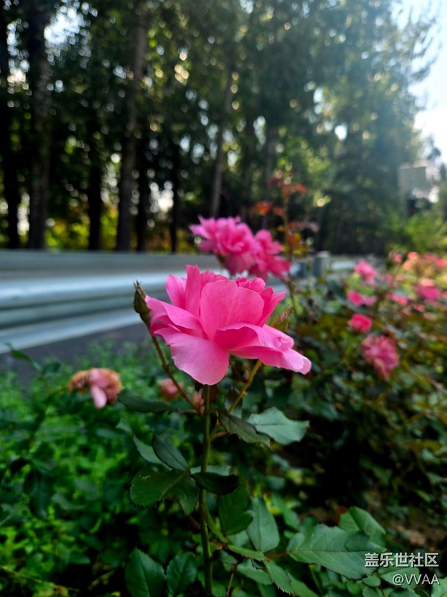 【立秋相簿】路边月季花