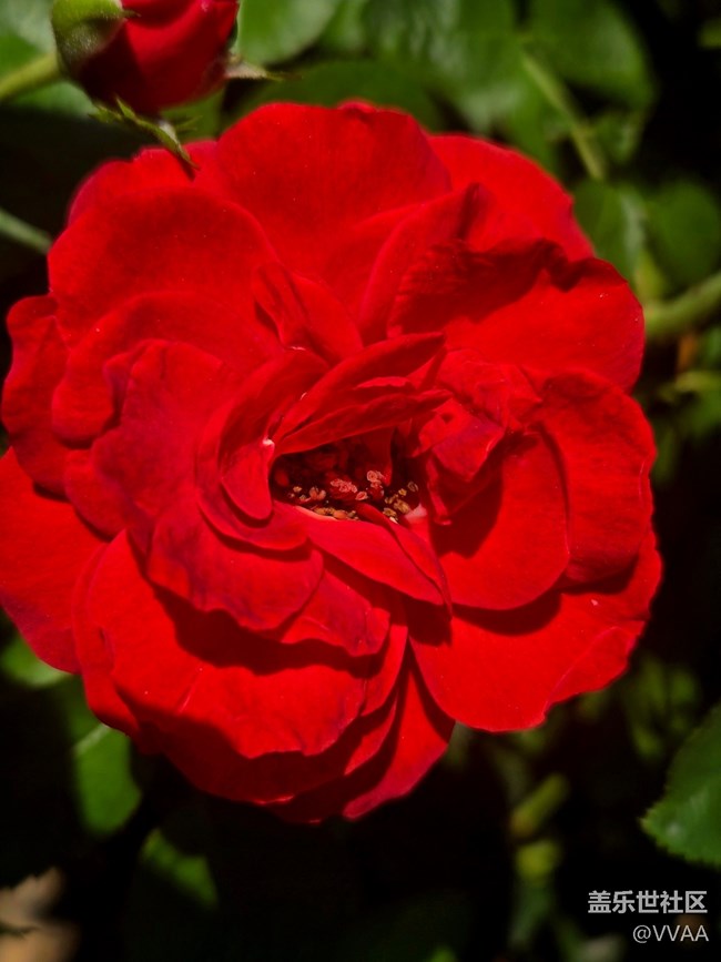 【立秋相簿】路边月季花