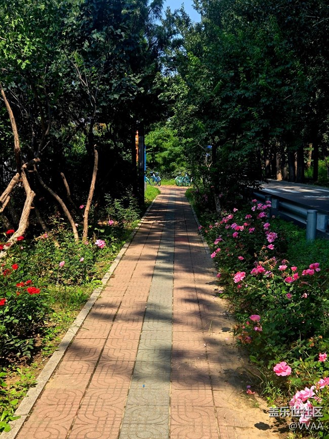 【立秋相簿】路边月季花