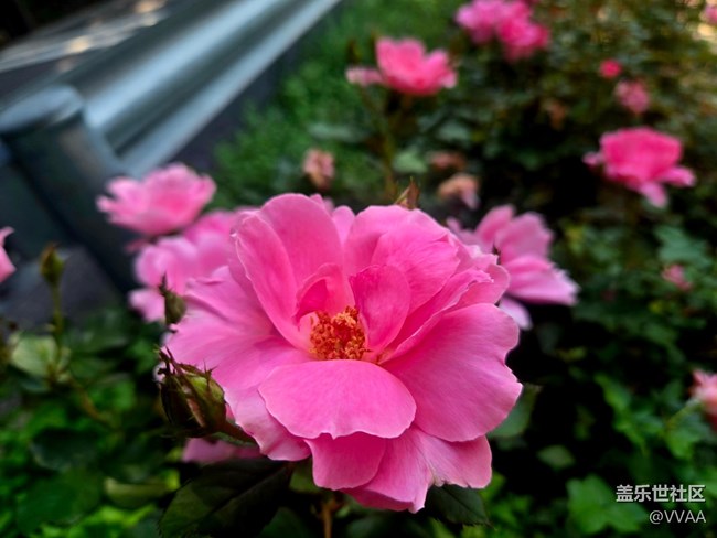 【立秋相簿】路边月季花