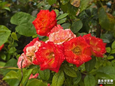 【拍出生命力】+雨后花朵