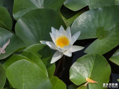 【拍出生命力】+莲花开了