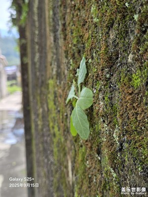 【拍出生命力】乡间小路小草