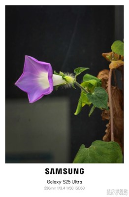 窗棂上的牵牛花