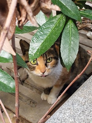 【拍出生命力】＋猫咪