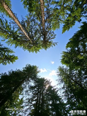 【光影里的寻找】+林间杂记