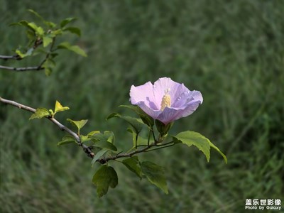 【光影里的寻找】细微之处