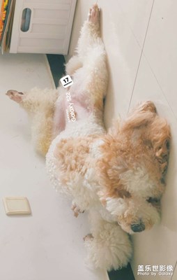 狗的深度睡眠状态