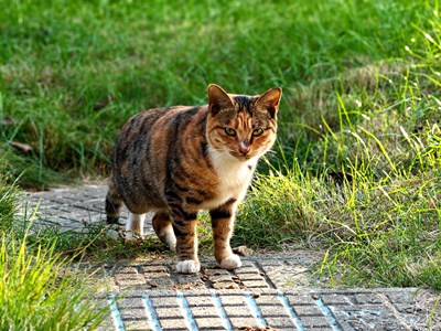 【光影里的寻找】秋日光景