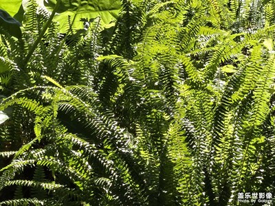 【光影里的寻找】庭院的植物