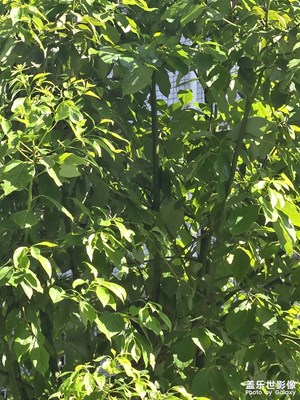 【光影里的寻找】+叶片中的光影