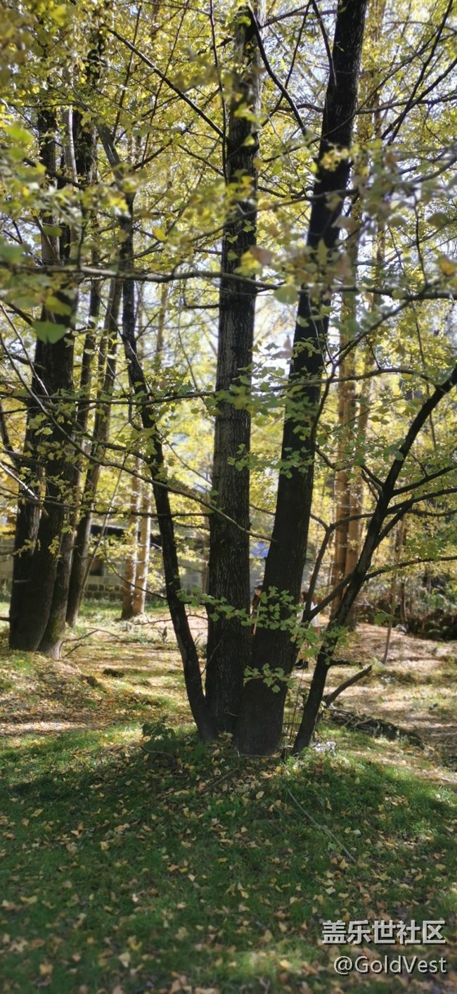 【初秋】初秋的金色时光