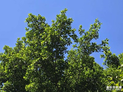 【光影里的寻找】+盛夏时光